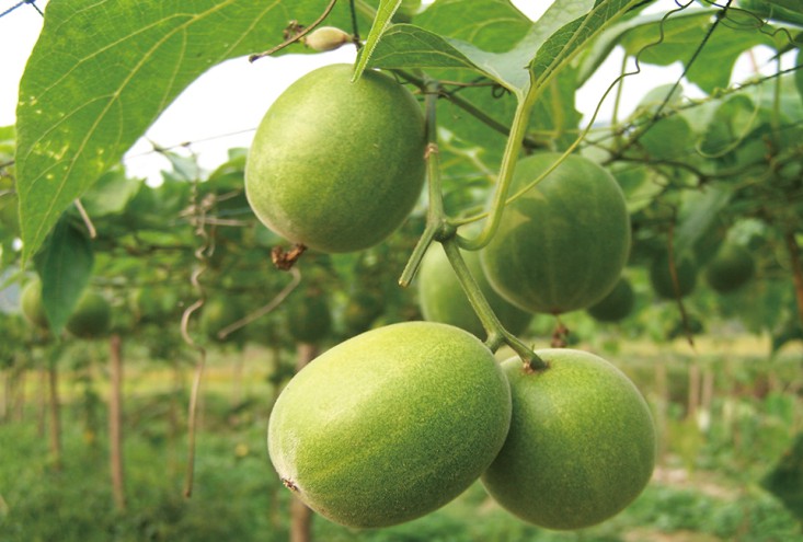 Organic Luo Han Guo Plantation
